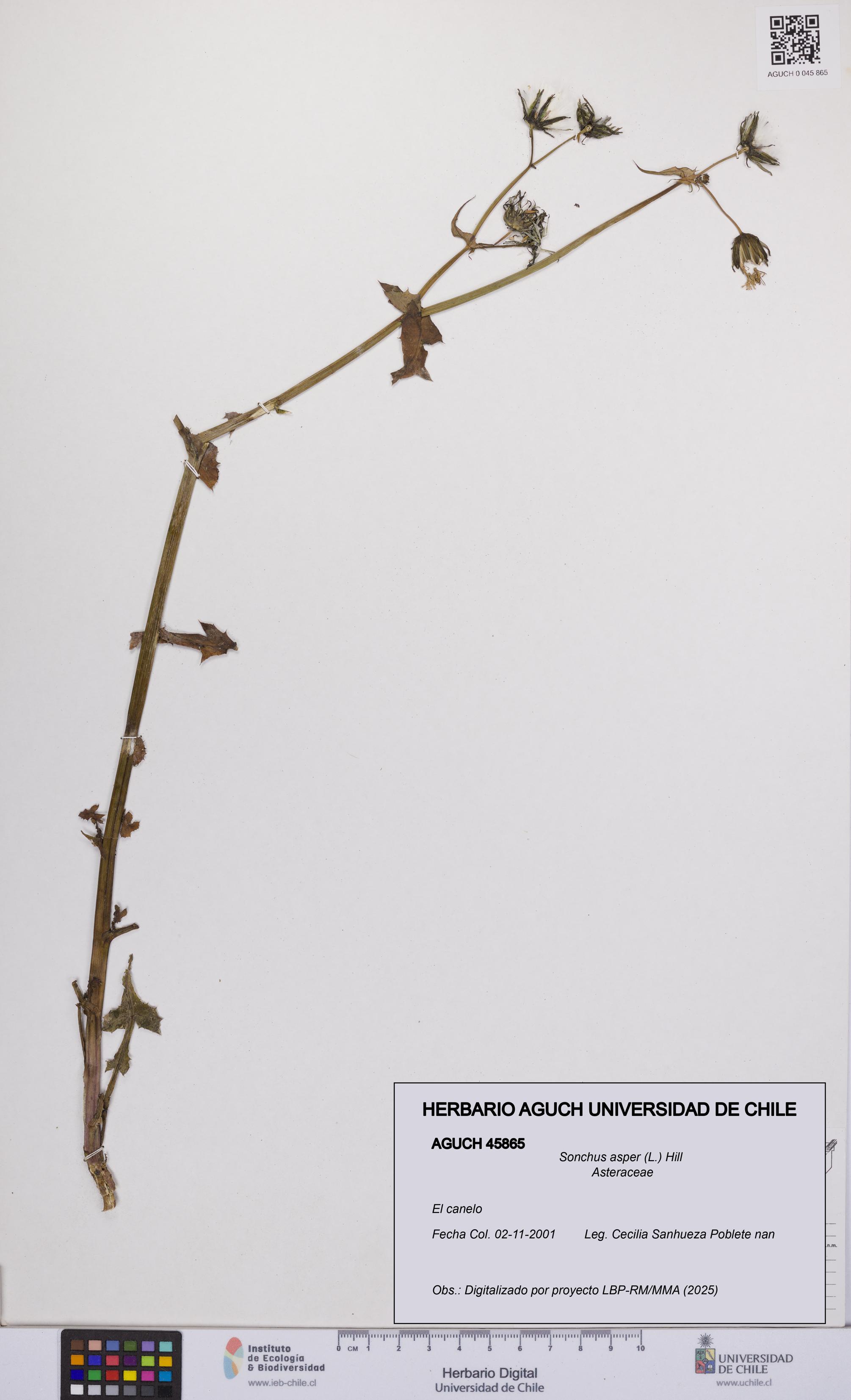 Sonchus asper [Espécimen: UCH:AGUCH:0045865]