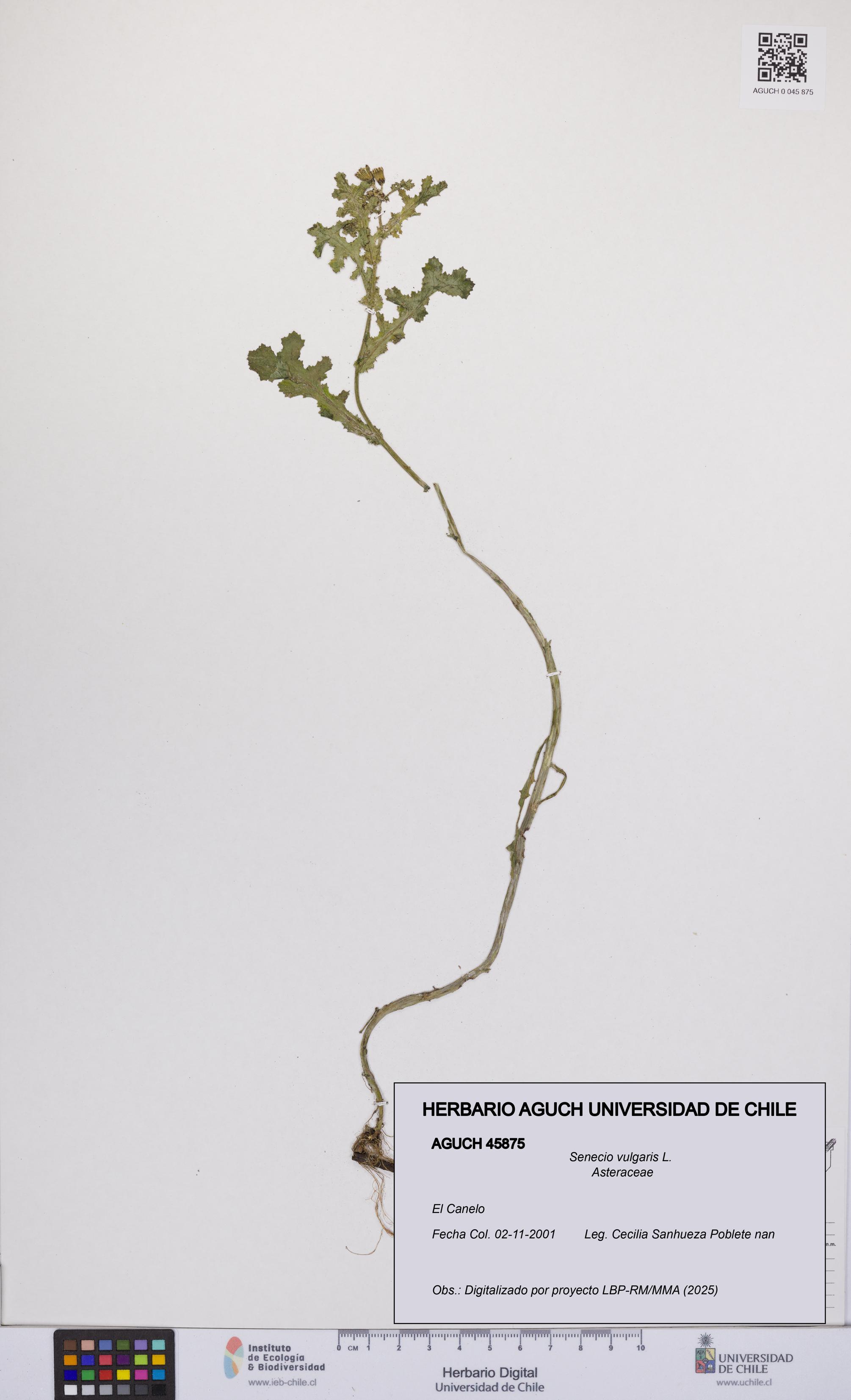Senecio vulgaris [Espécimen: UCH:AGUCH:0045875]