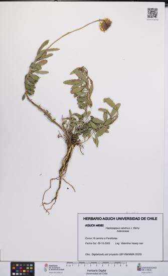 Haplopappus velutinus [Espécimen: UCH:AGUCH:0046082]