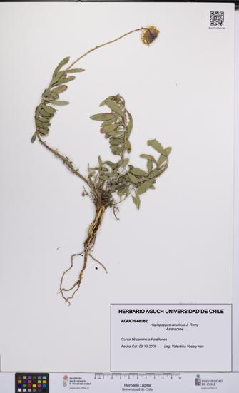 Haplopappus velutinus [Espécimen: UCH:AGUCH:0046082]