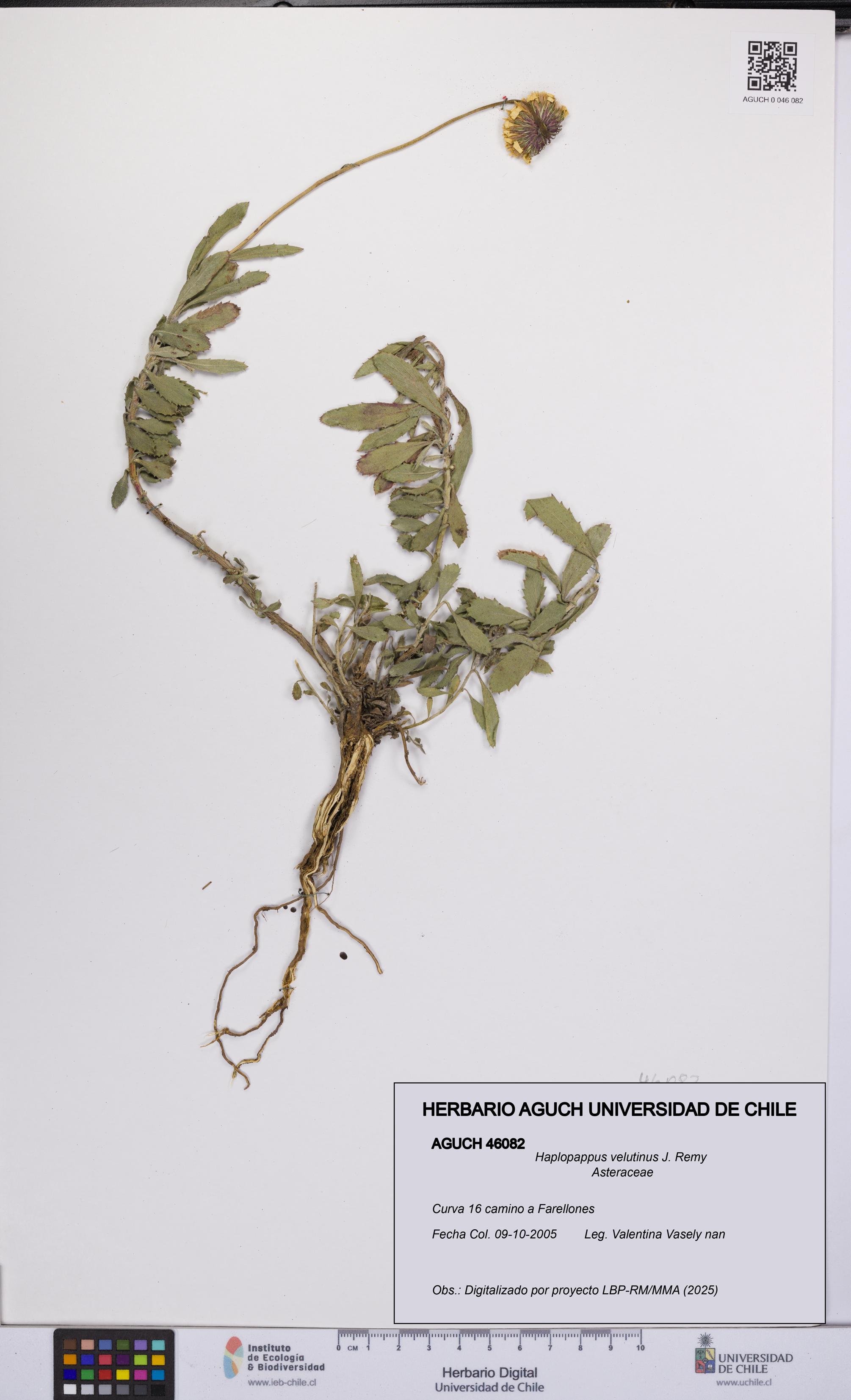 Haplopappus velutinus [Espécimen: UCH:AGUCH:0046082]