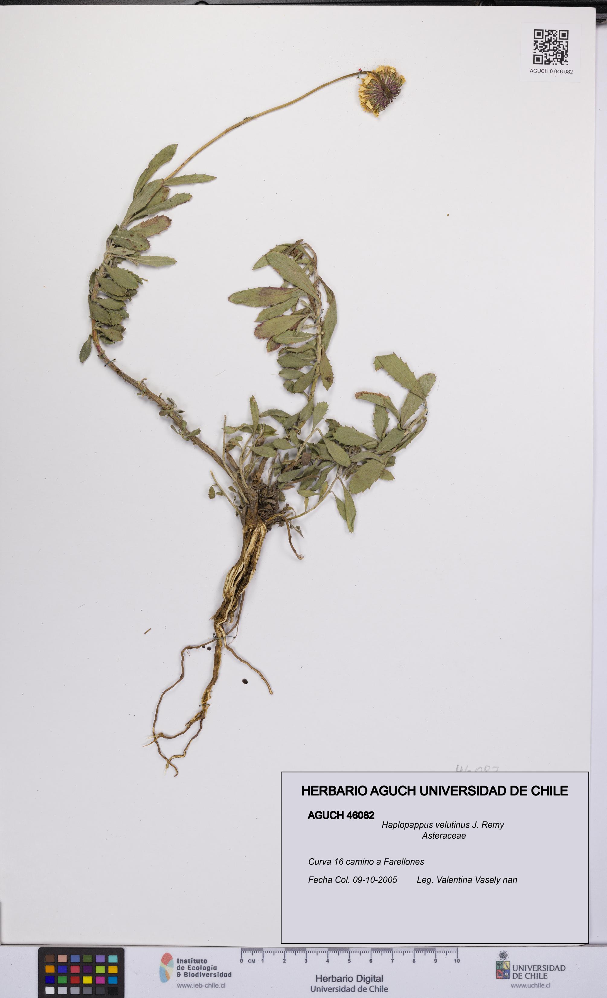 Haplopappus velutinus [Espécimen: UCH:AGUCH:0046082]