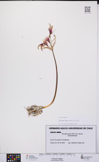 Phycella arzae [Espécimen: UCH:AGUCH:0046084]