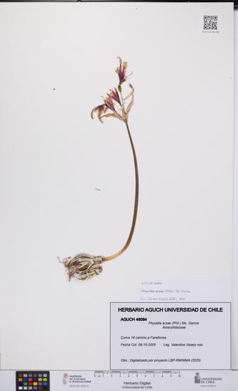 Phycella arzae [Espécimen: UCH:AGUCH:0046084]