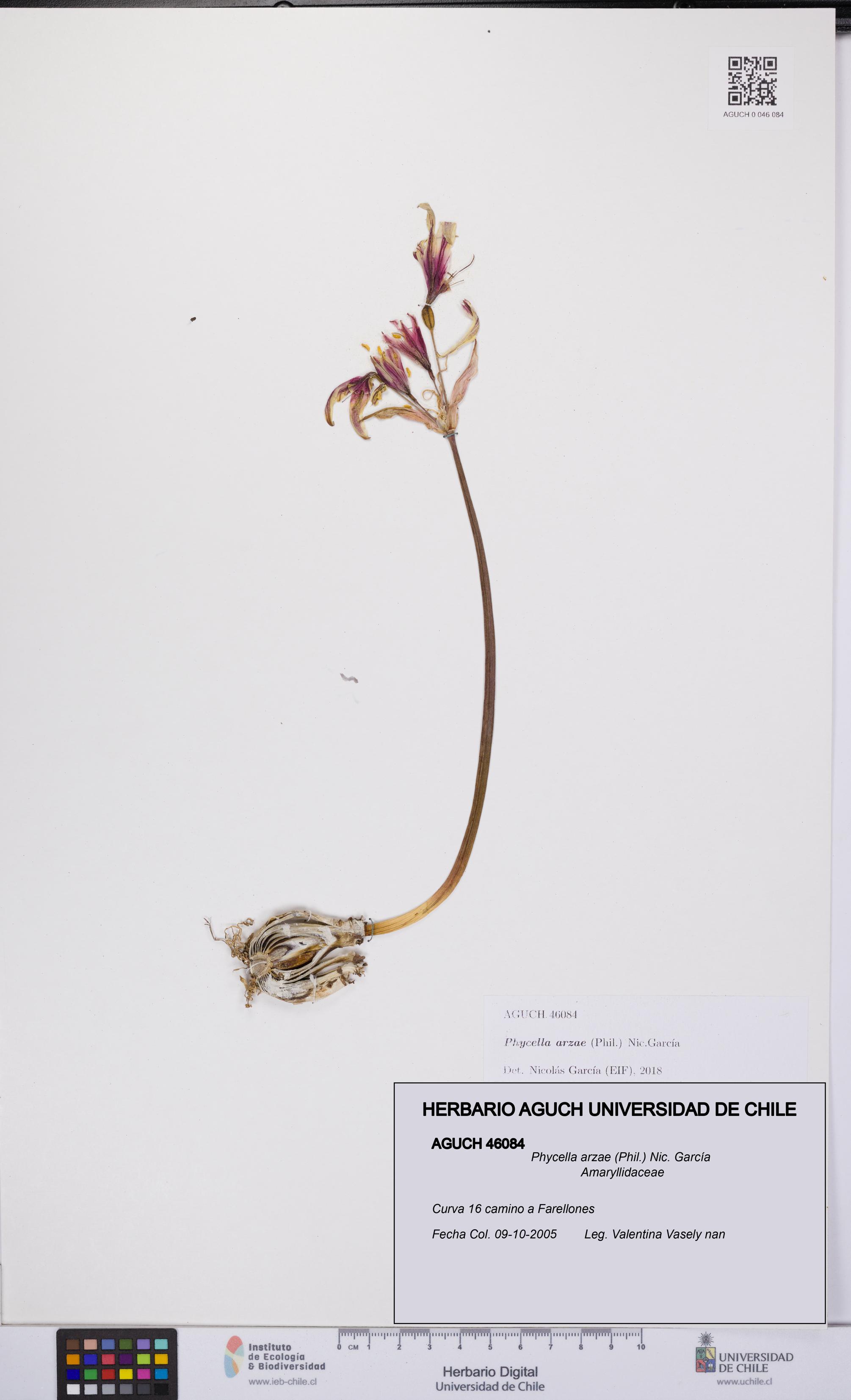 Phycella arzae [Espécimen: UCH:AGUCH:0046084]