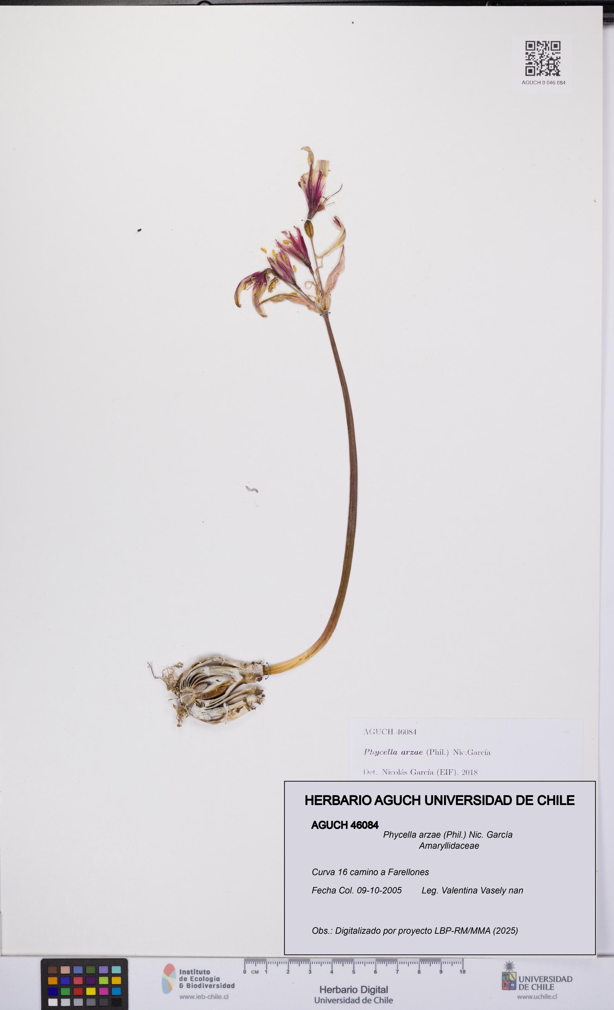 Phycella arzae [Espécimen: UCH:AGUCH:0046084]