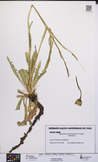 Hypochaeris scorzonerae [Espécimen: UCH:AGUCH:0046096]