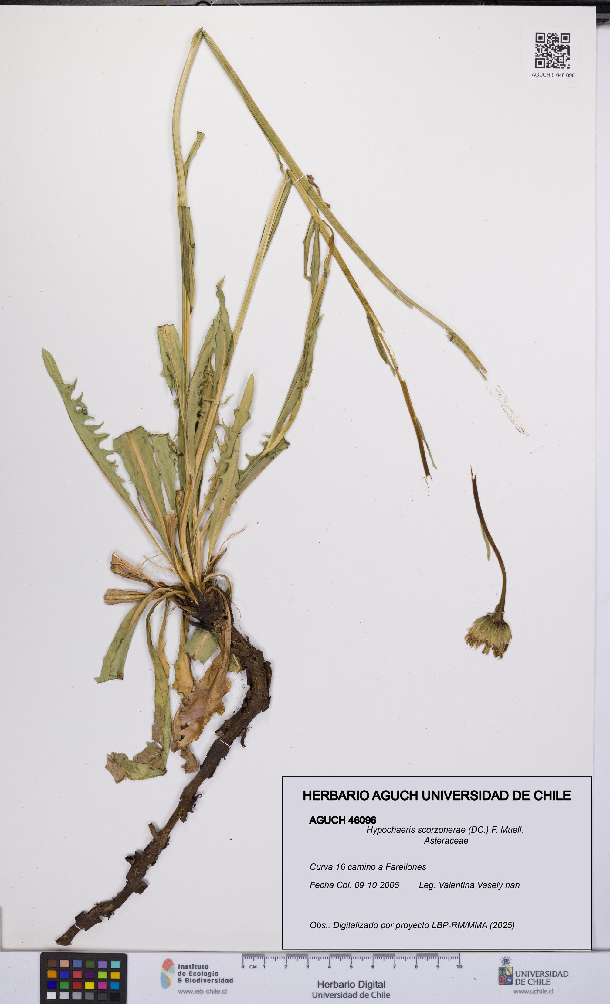 Hypochaeris scorzonerae [Espécimen: UCH:AGUCH:0046096]