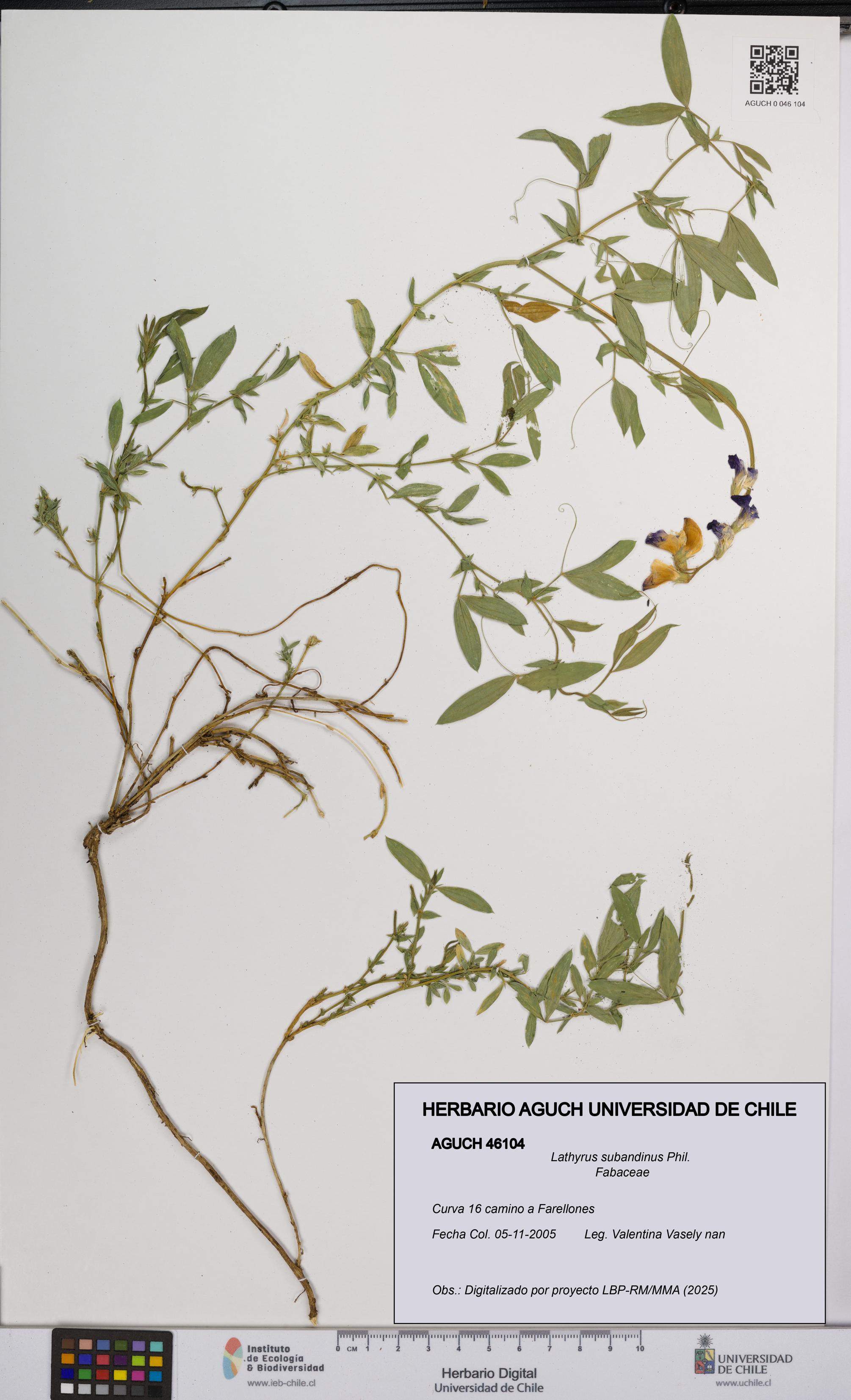 Lathyrus subandinus [Espécimen: UCH:AGUCH:0046104]