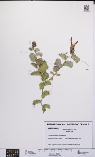 Mutisia latifolia [Espécimen: UCH:AGUCH:0046110]