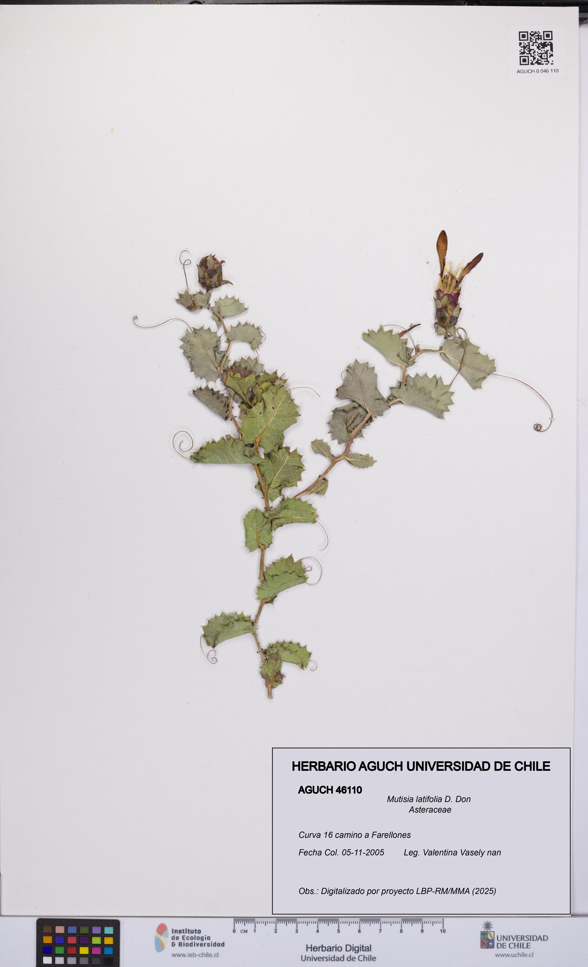 Mutisia latifolia [Espécimen: UCH:AGUCH:0046110]