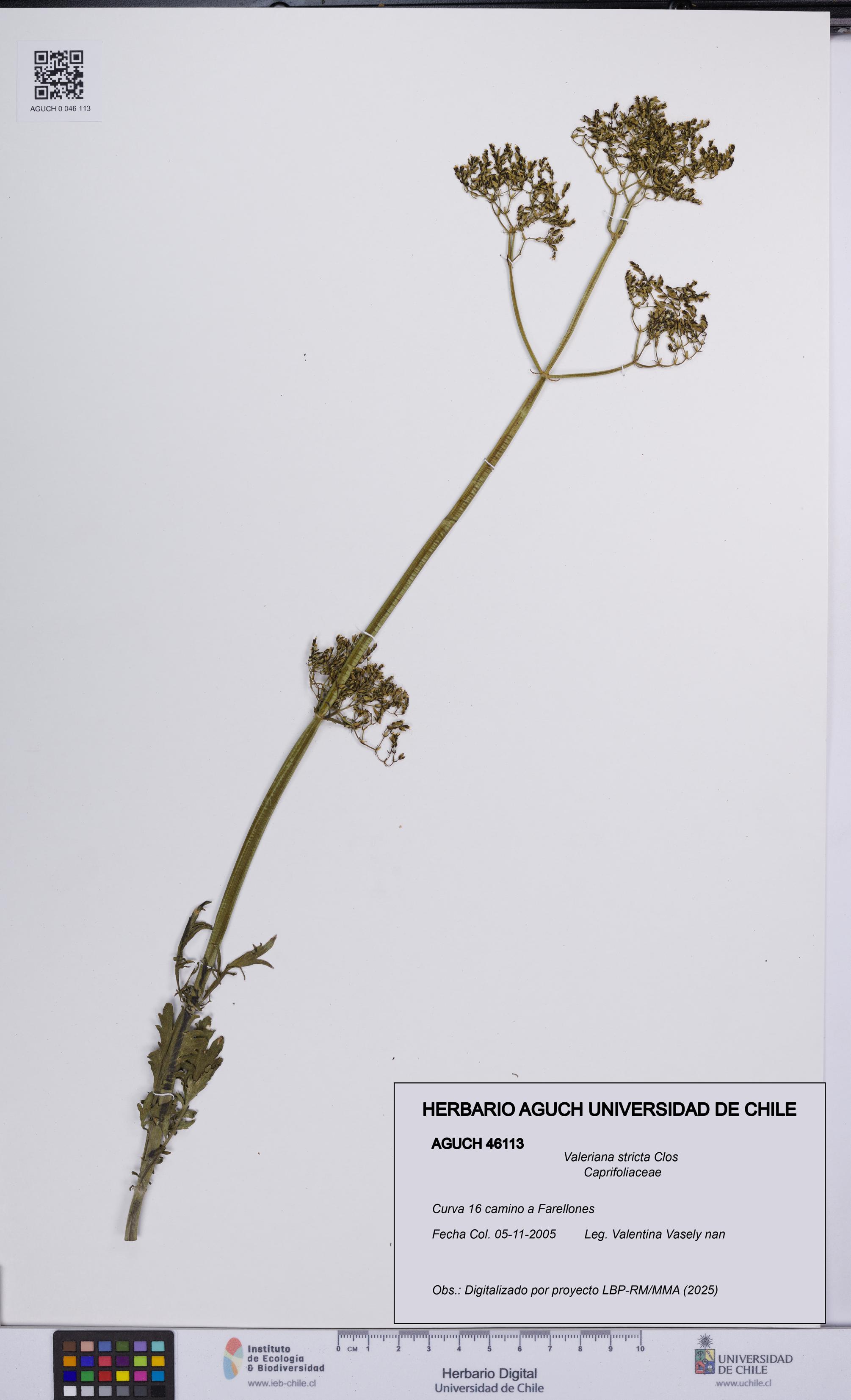 Valeriana stricta [Espécimen: UCH:AGUCH:0046113]