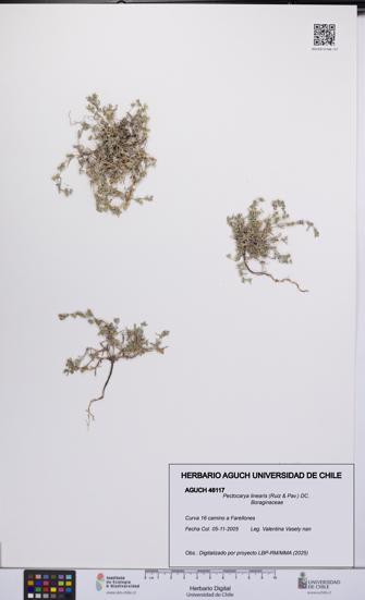 Pectocarya linearis [Espécimen: UCH:AGUCH:0046117]