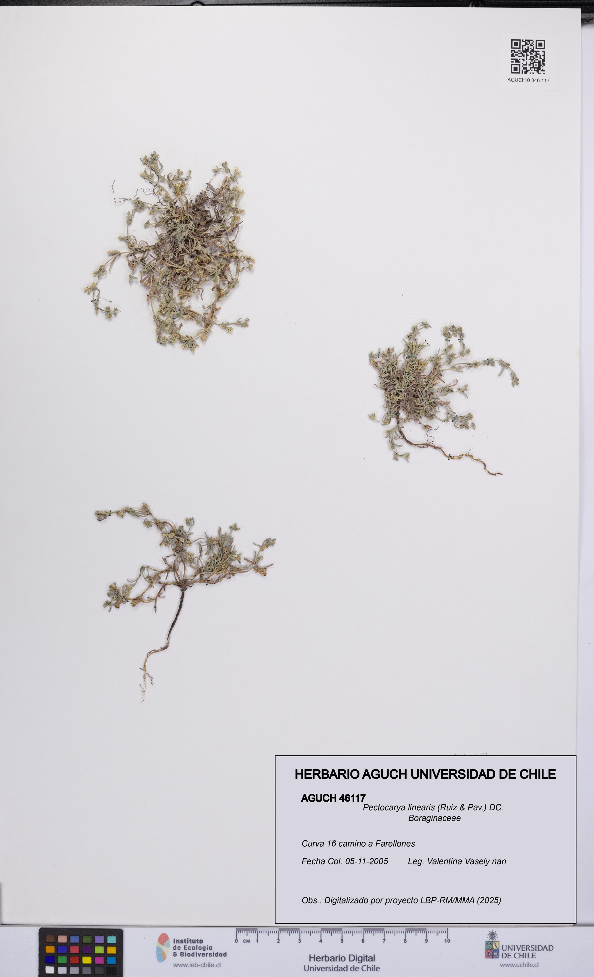 Pectocarya linearis [Espécimen: UCH:AGUCH:0046117]