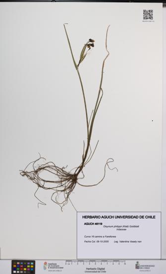 Olsynium philippii [Espécimen: UCH:AGUCH:0046119]