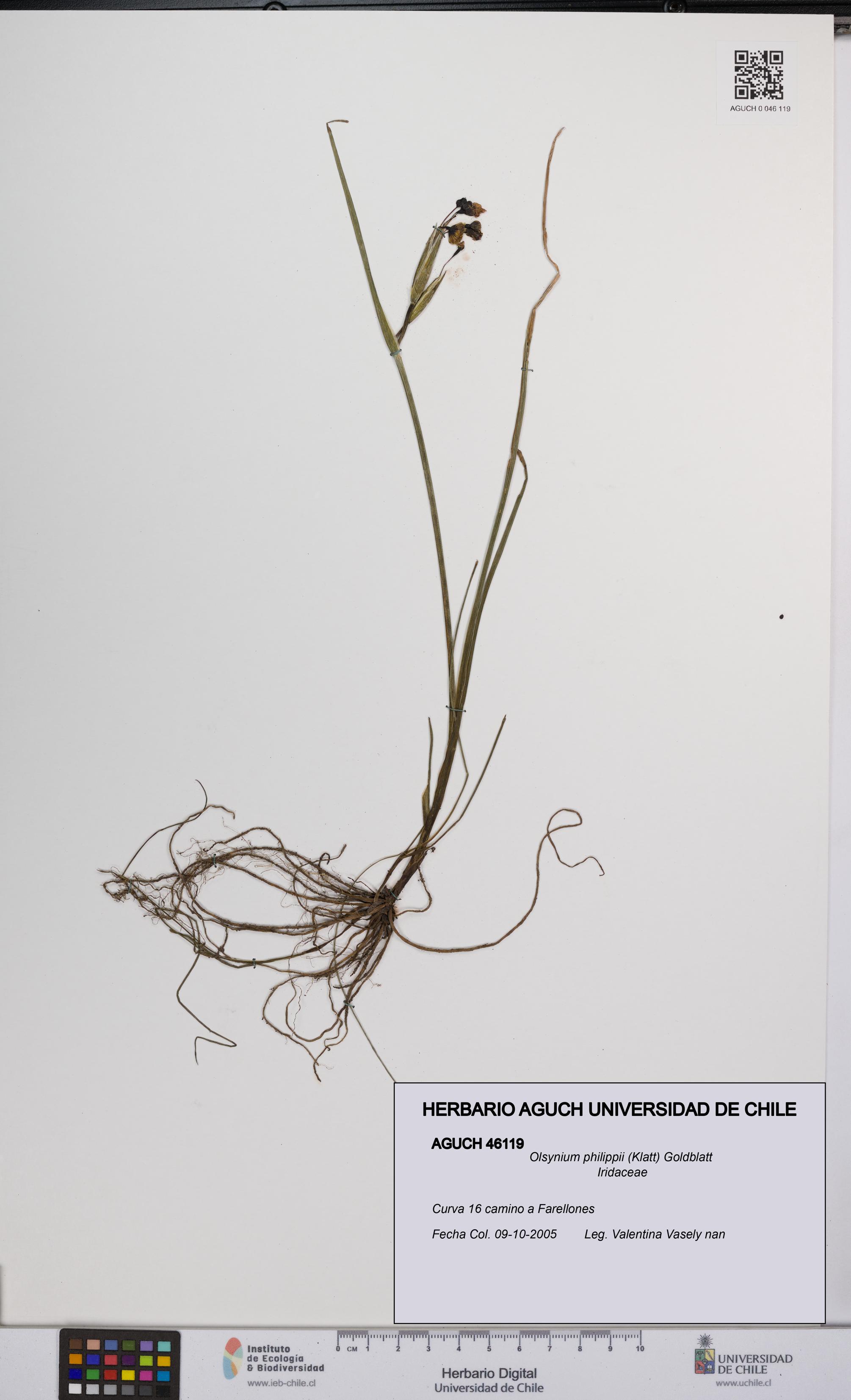 Olsynium philippii [Espécimen: UCH:AGUCH:0046119]