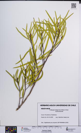 Colliguaja integerrima [Espécimen: UCH:AGUCH:0046120]