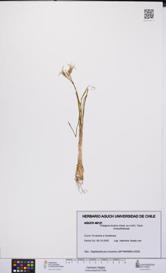 Tristagma bivalve [Espécimen: UCH:AGUCH:0046121]