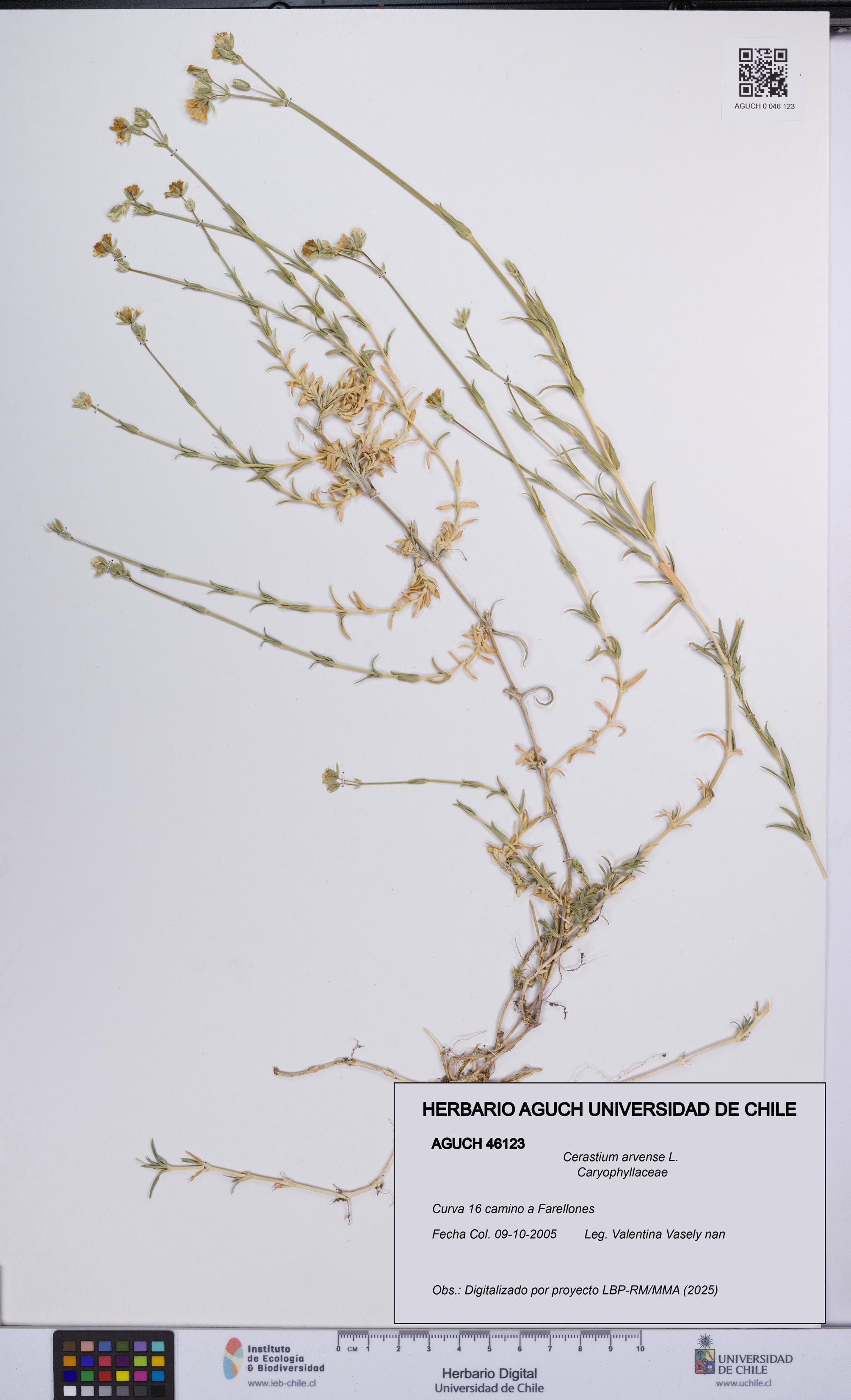 Cerastium arvense [Espécimen: UCH:AGUCH:0046123]