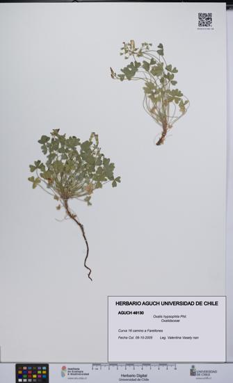 Oxalis hypsophila [Espécimen: UCH:AGUCH:0046130]