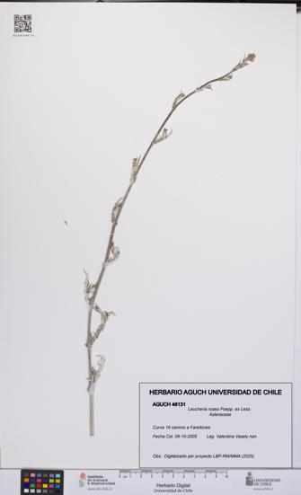 Leucheria rosea [Espécimen: UCH:AGUCH:0046131]