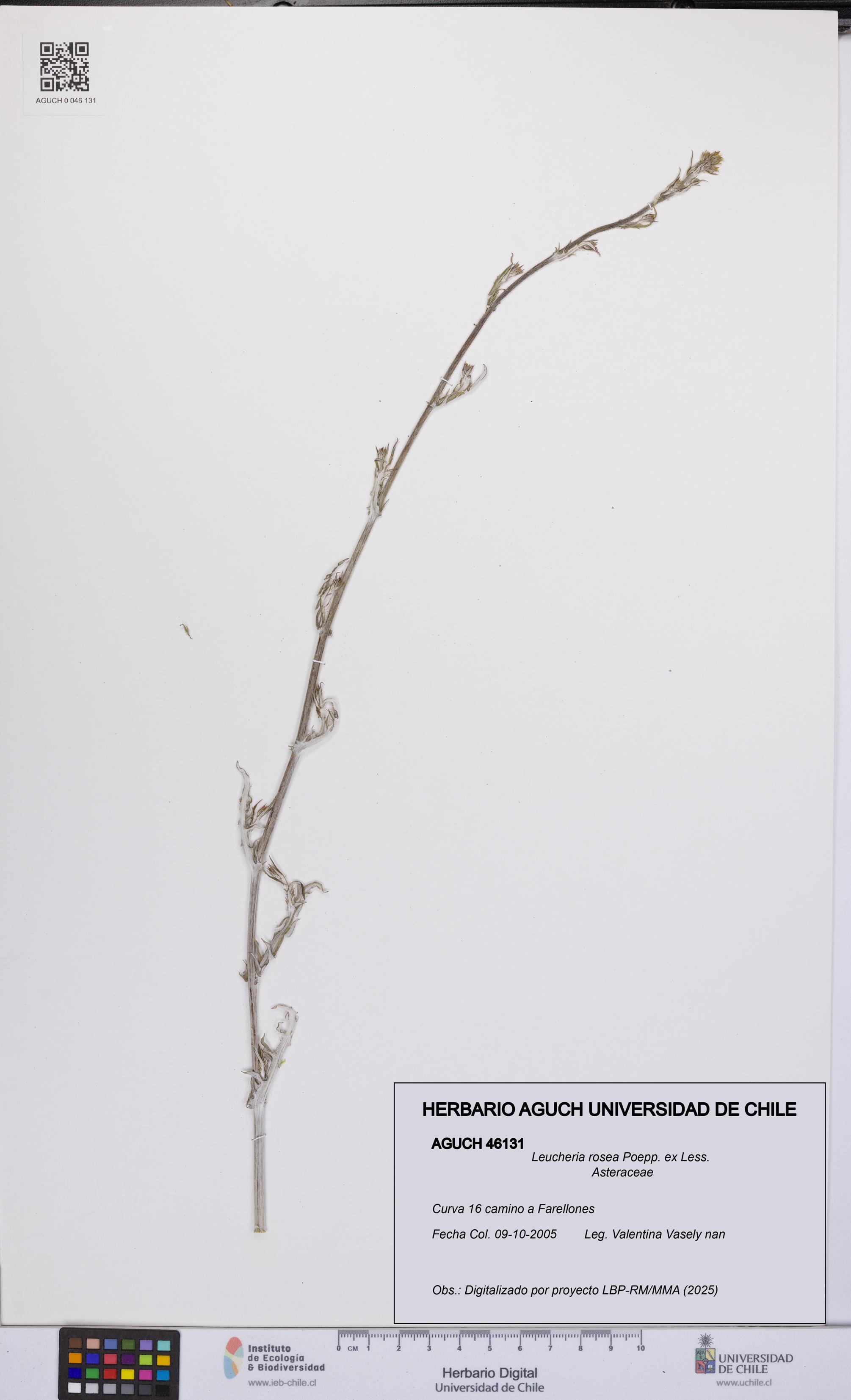 Leucheria rosea [Espécimen: UCH:AGUCH:0046131]