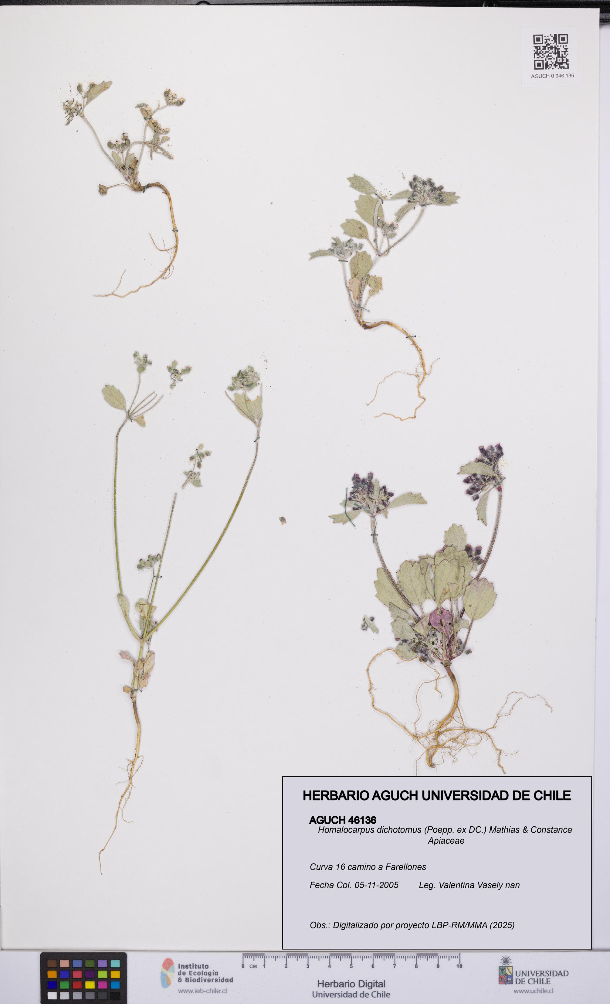 Homalocarpus dichotomus [Espécimen: UCH:AGUCH:0046136]