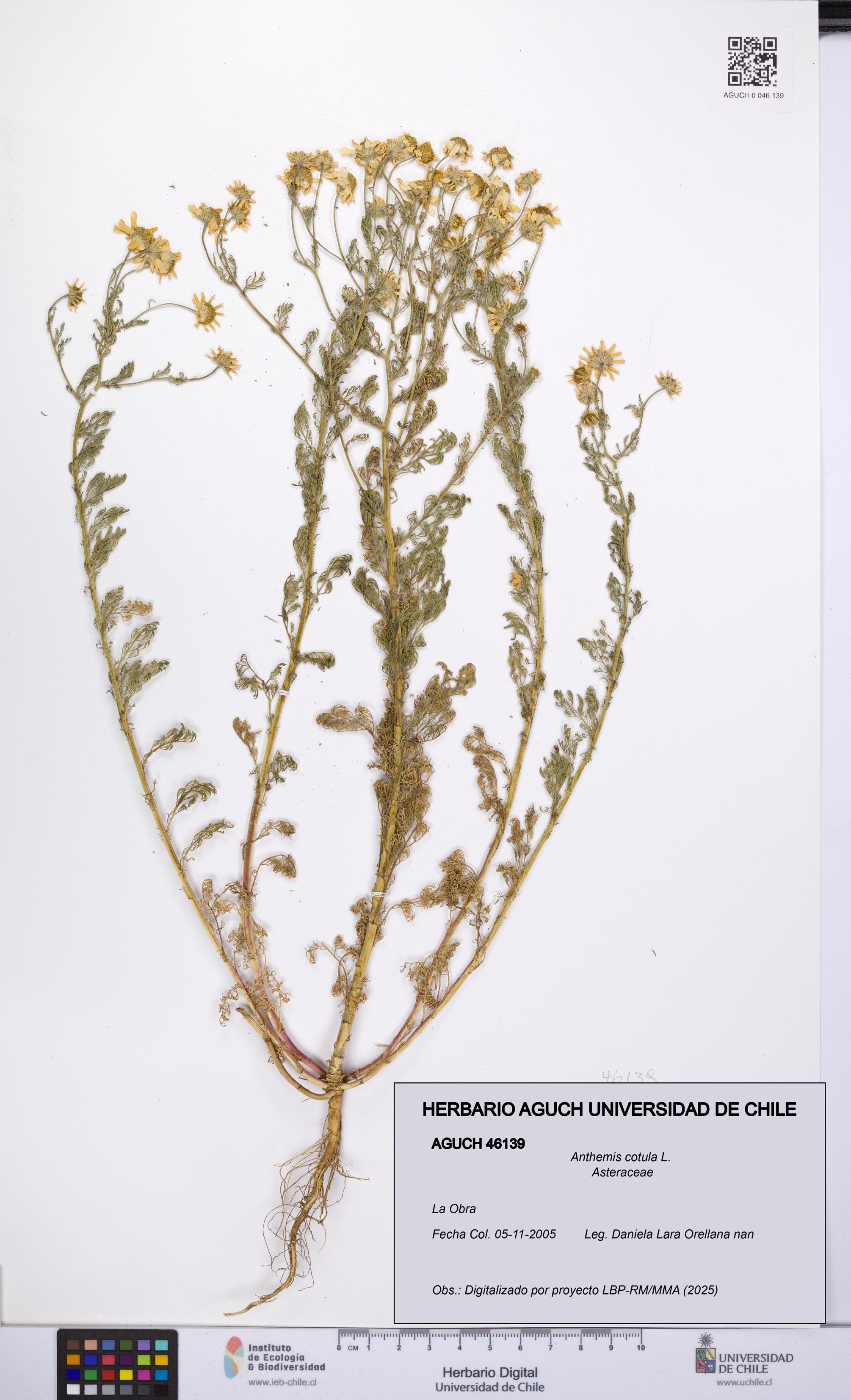 Anthemis cotula [Espécimen: UCH:AGUCH:0046139]