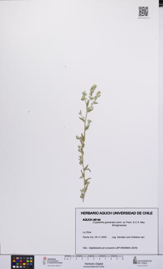 Cryptantha glomerata [Espécimen: UCH:AGUCH:0046144]