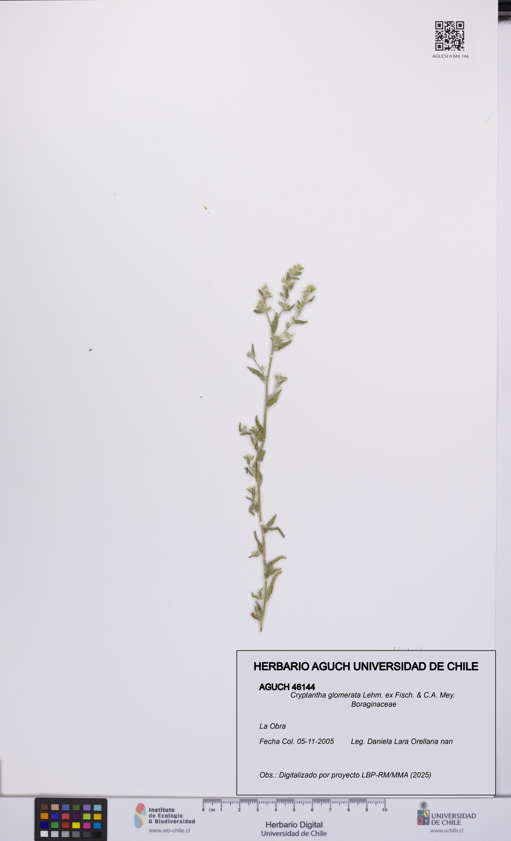 Cryptantha glomerata [Espécimen: UCH:AGUCH:0046144]