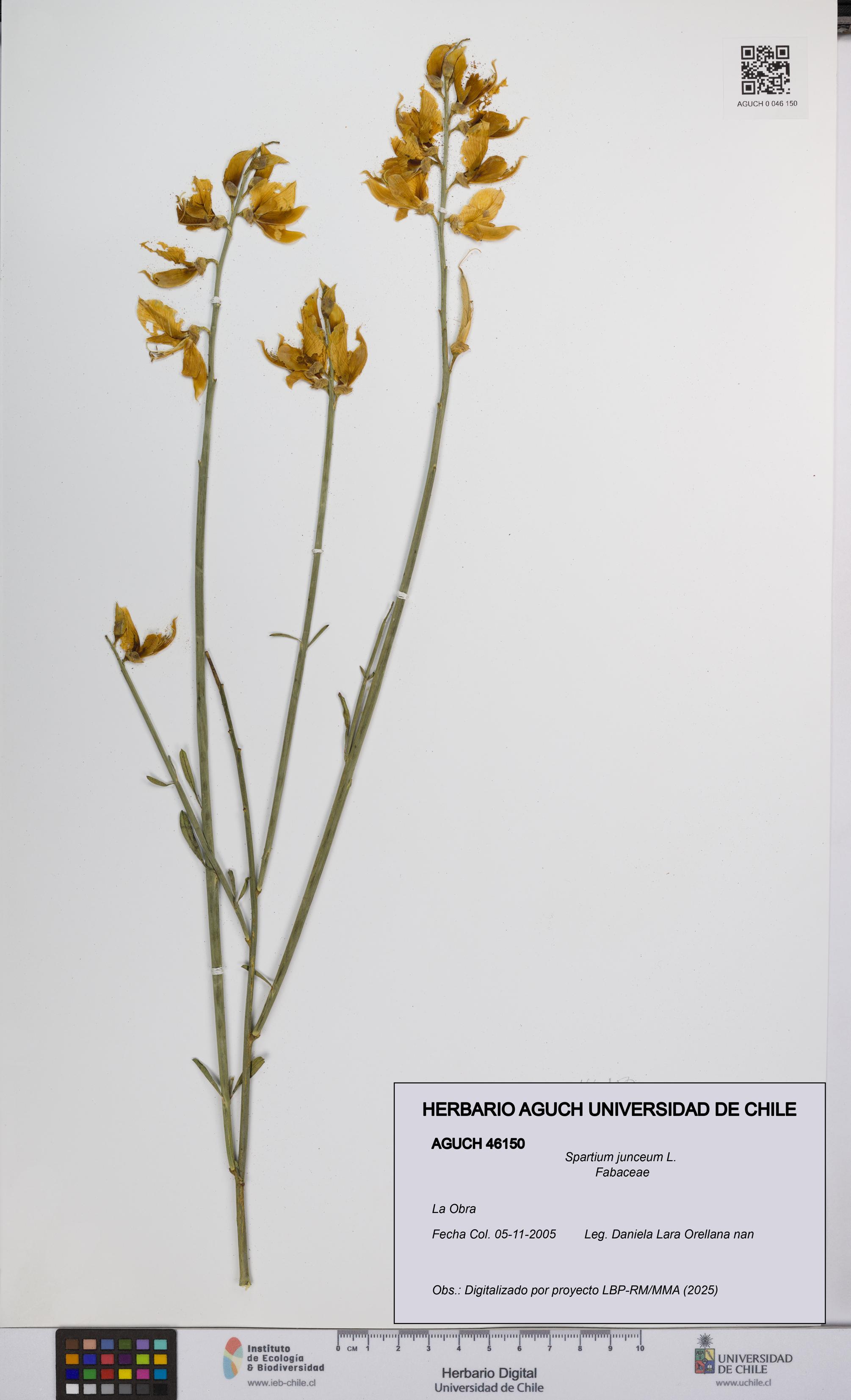 Spartium junceum [Espécimen: UCH:AGUCH:0046150]