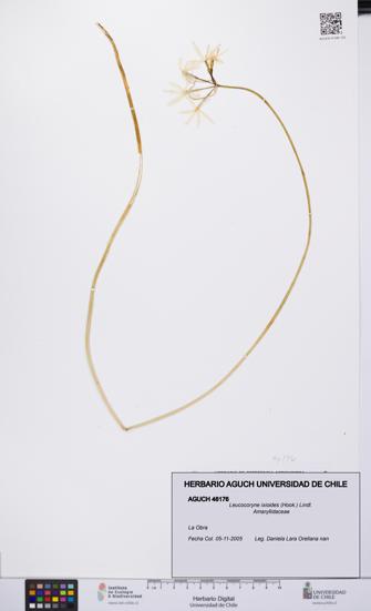 Leucocoryne ixioides [Espécimen: UCH:AGUCH:0046176]