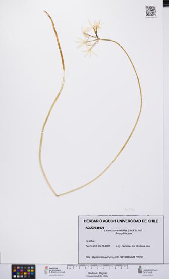 Leucocoryne ixioides [Espécimen: UCH:AGUCH:0046176]