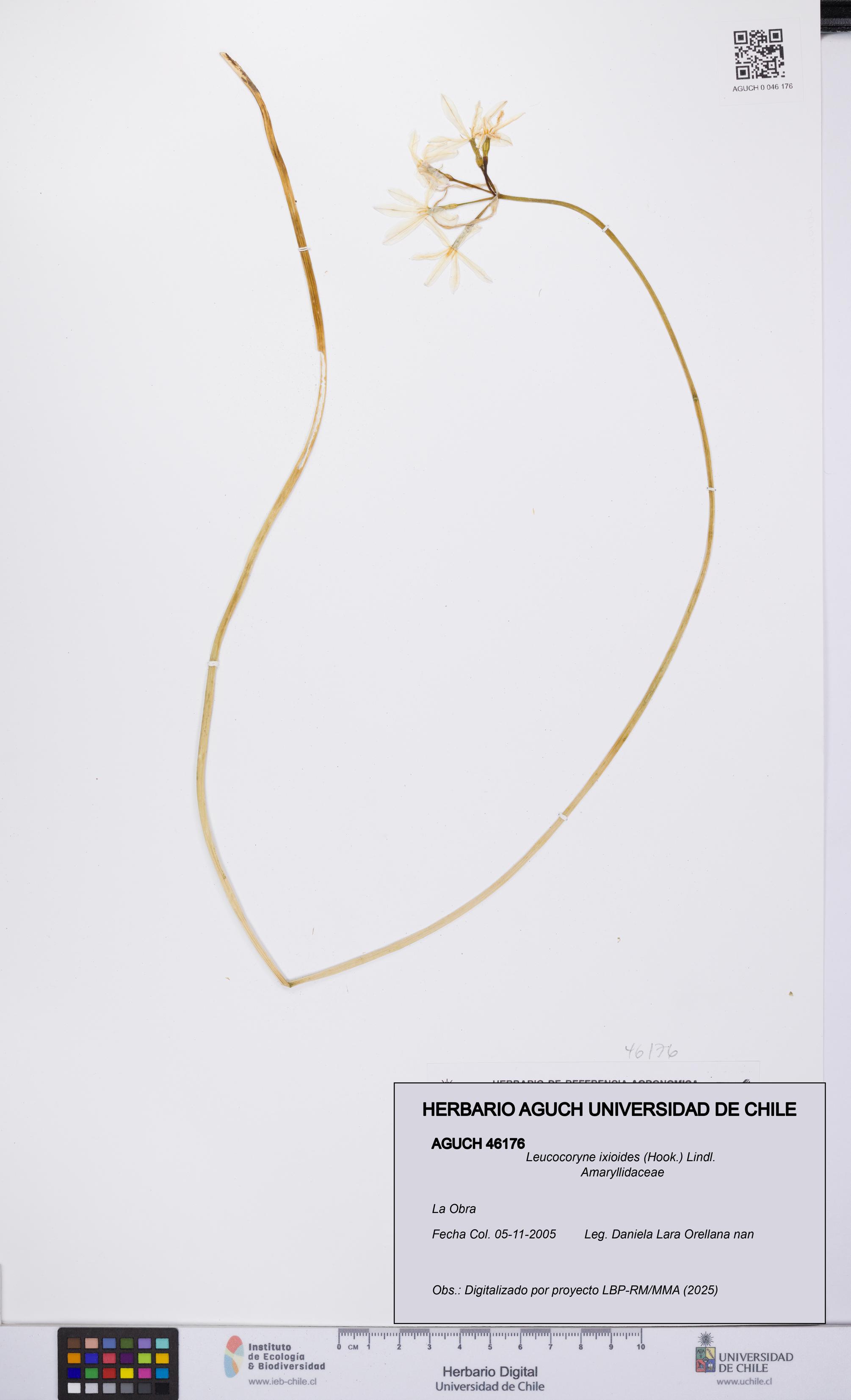 Leucocoryne ixioides [Espécimen: UCH:AGUCH:0046176]