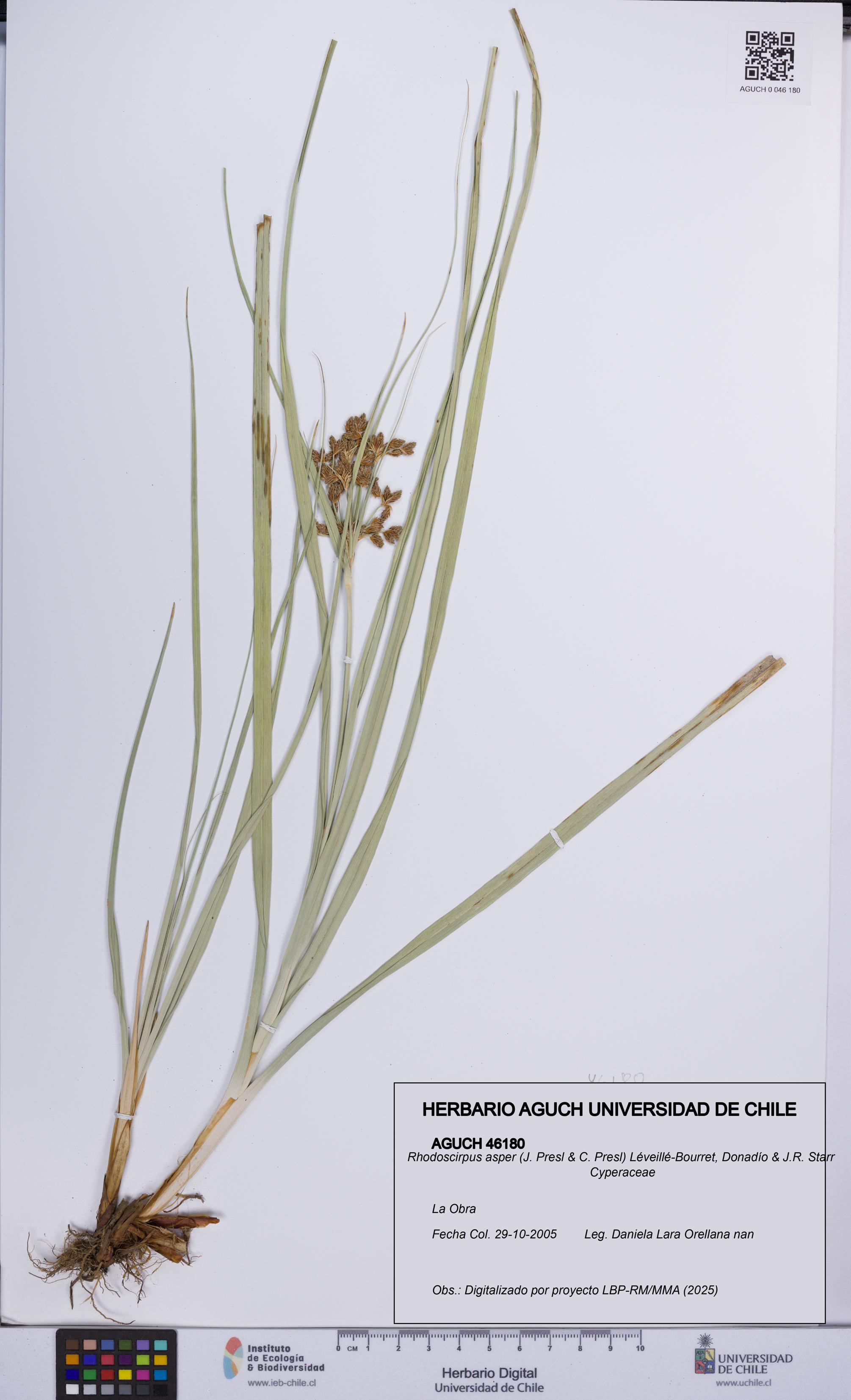 Rhodoscirpus asper [Espécimen: UCH:AGUCH:0046180]