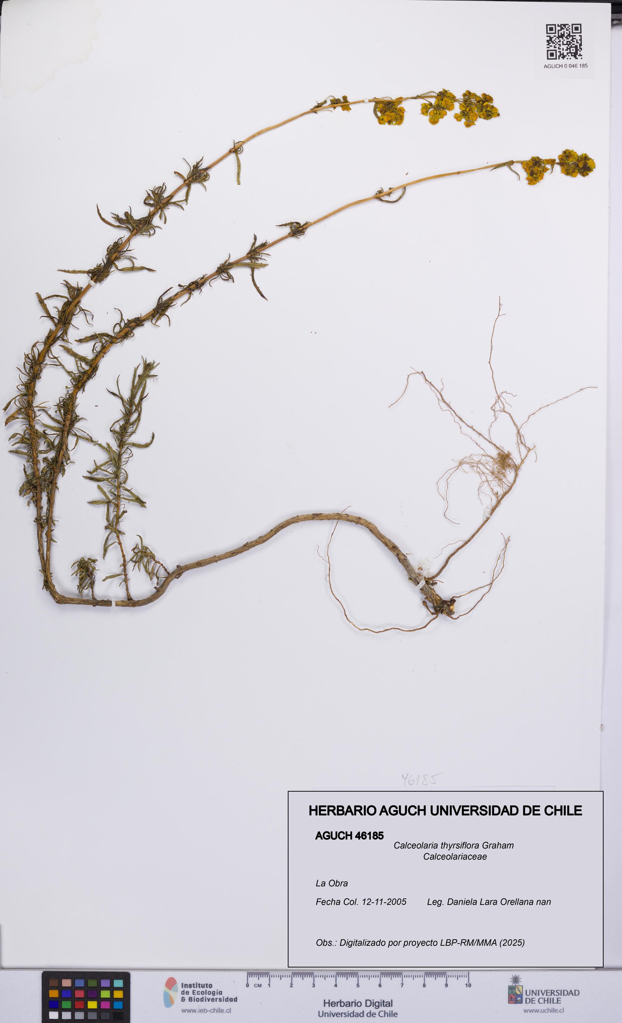 Calceolaria thyrsiflora [Espécimen: UCH:AGUCH:0046185]