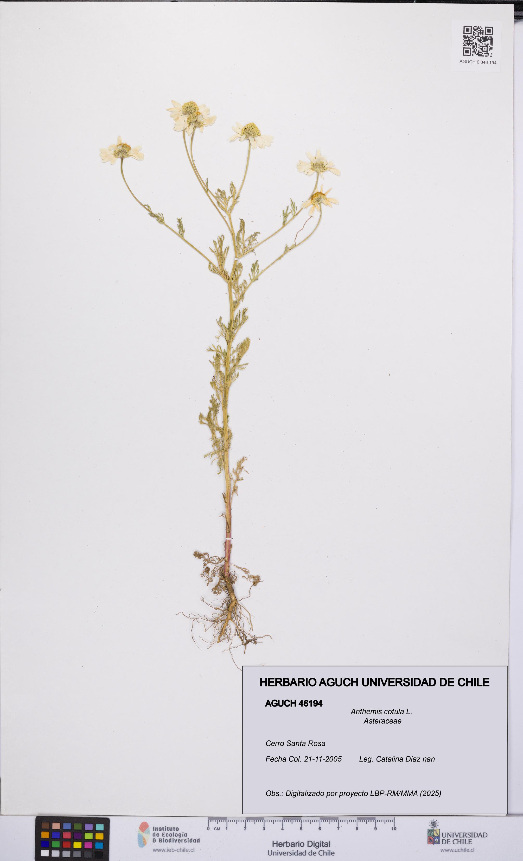 Anthemis cotula [Espécimen: UCH:AGUCH:0046194]
