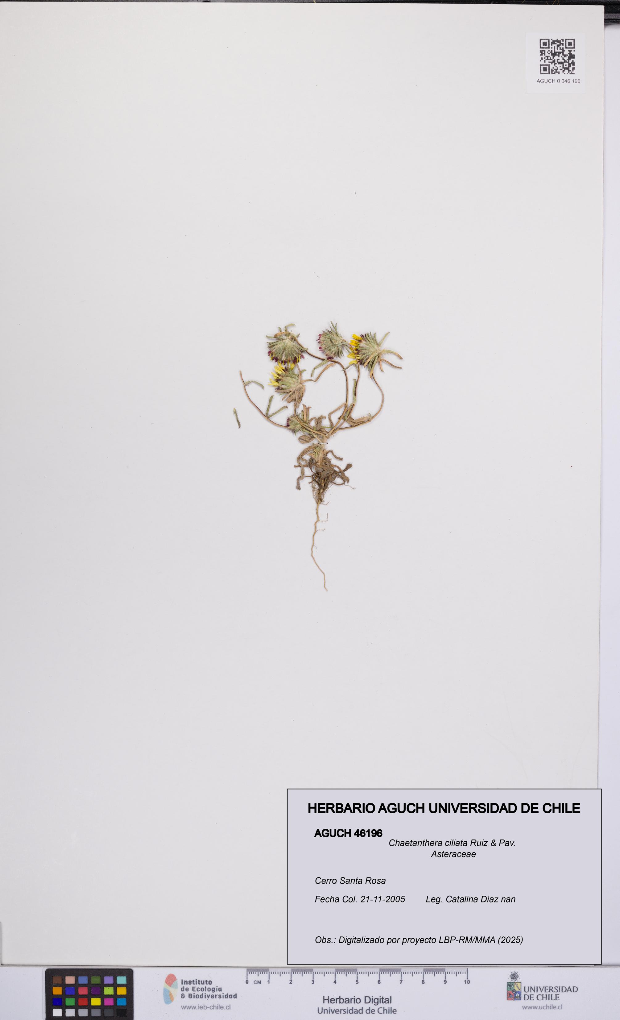 Chaetanthera ciliata [Espécimen: UCH:AGUCH:0046196]