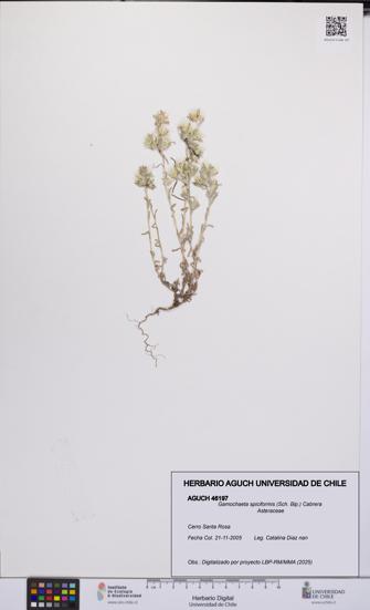Gamochaeta spiciformis [Espécimen: UCH:AGUCH:0046197]