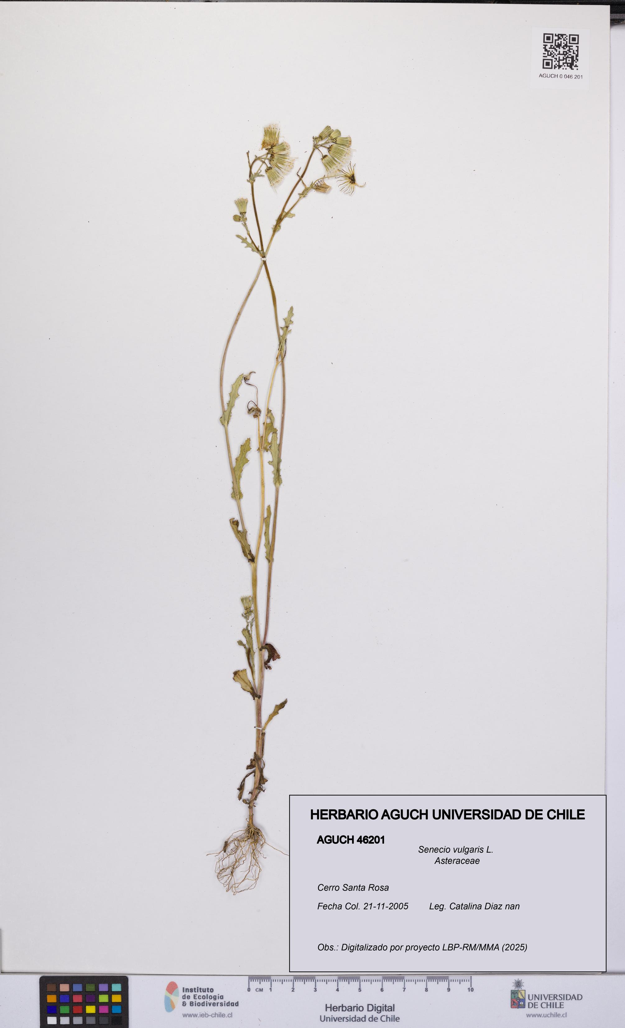Senecio vulgaris [Espécimen: UCH:AGUCH:0046201]