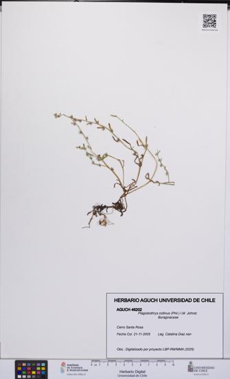 Plagiobothrys collinus [Espécimen: UCH:AGUCH:0046202]