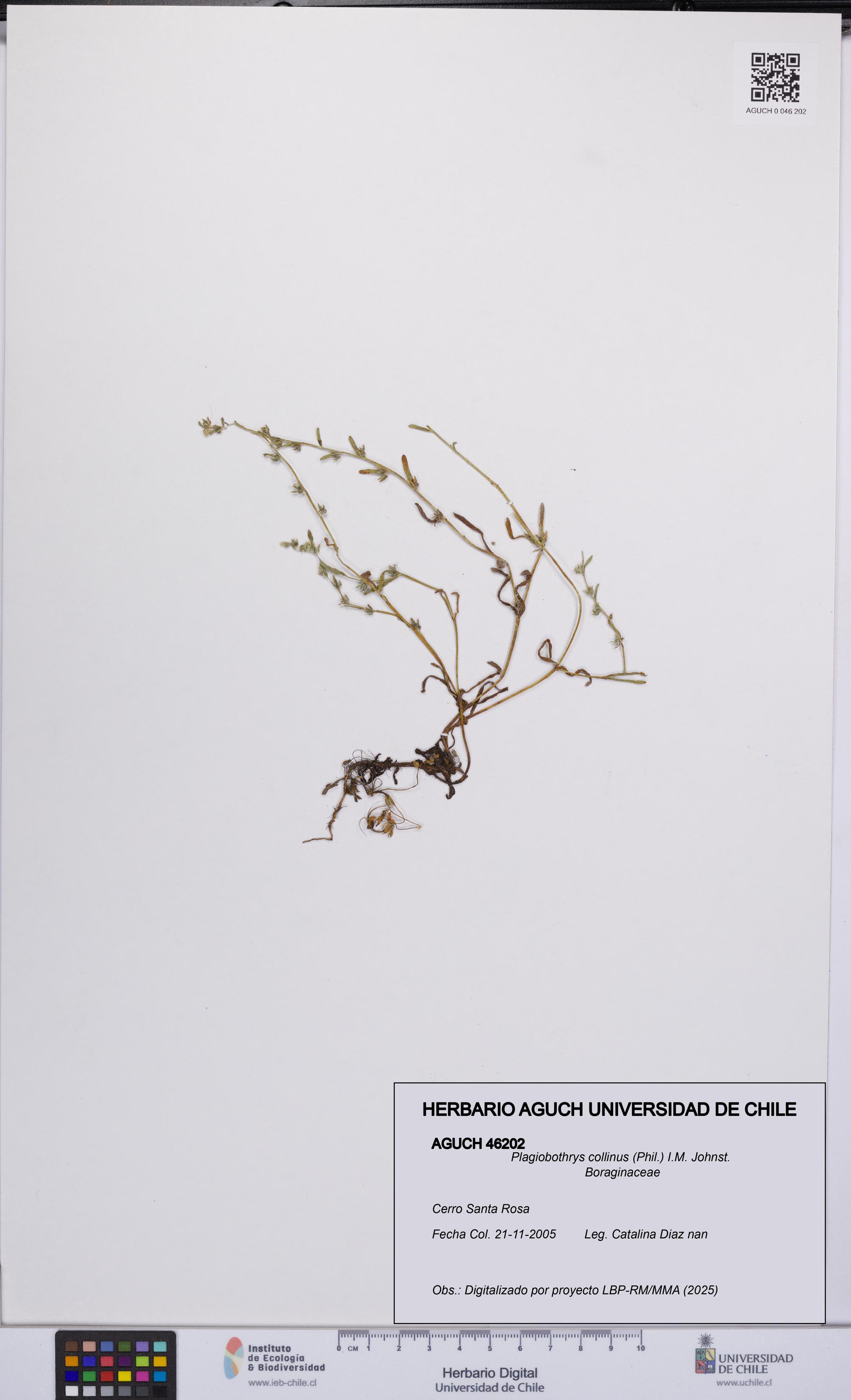 Plagiobothrys collinus [Espécimen: UCH:AGUCH:0046202]