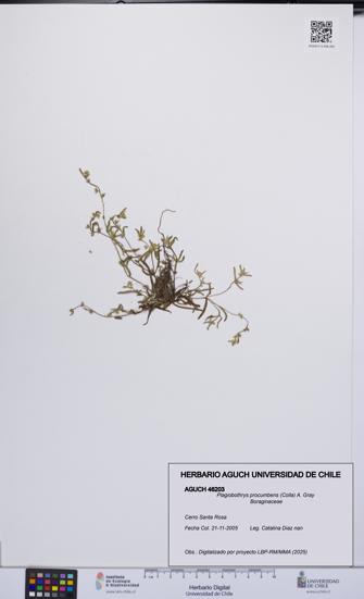 Plagiobothrys procumbens [Espécimen: UCH:AGUCH:0046203]