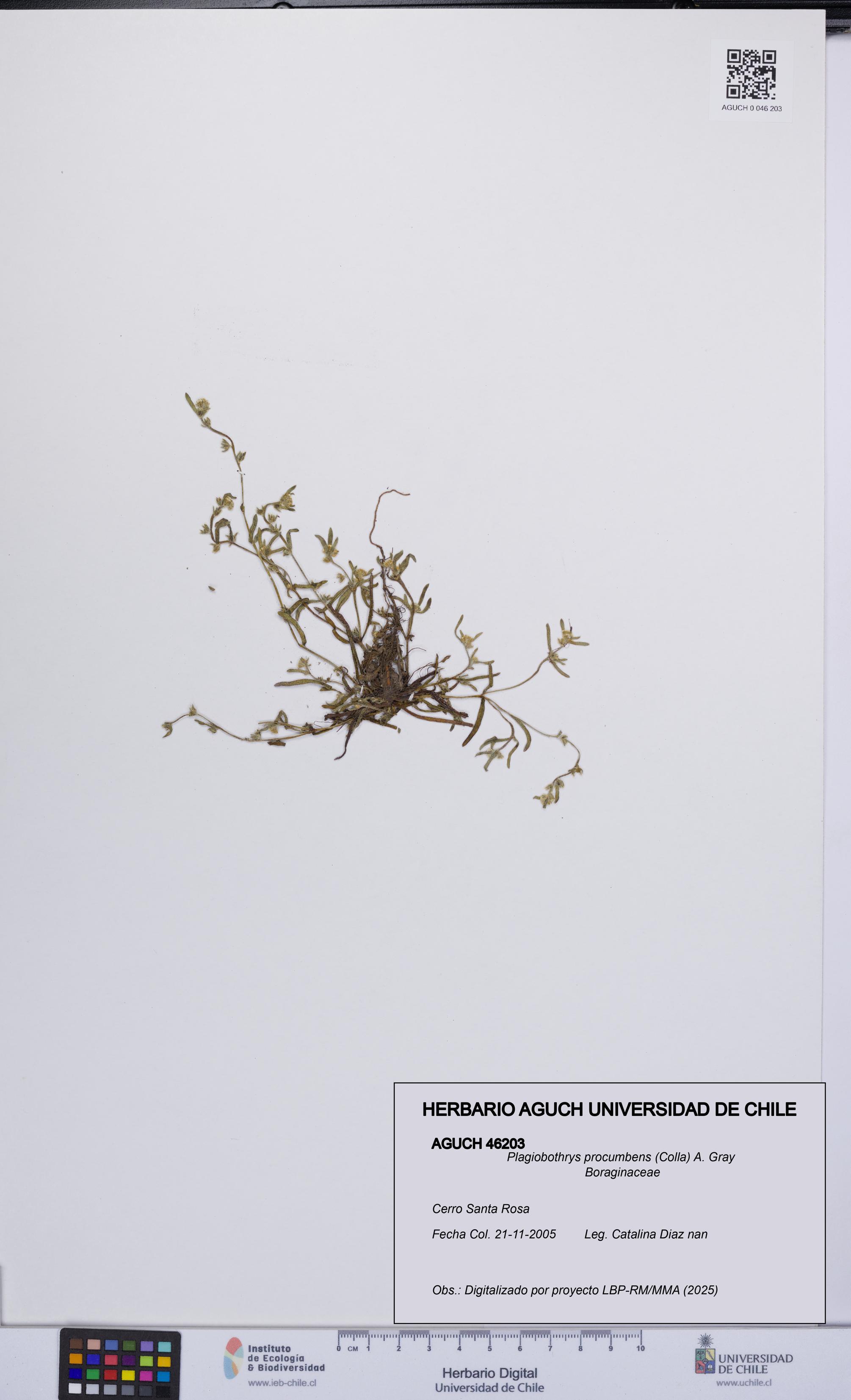 Plagiobothrys procumbens [Espécimen: UCH:AGUCH:0046203]