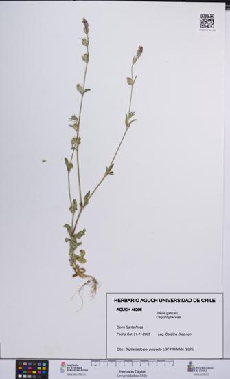 Silene gallica [Espécimen: UCH:AGUCH:0046206]
