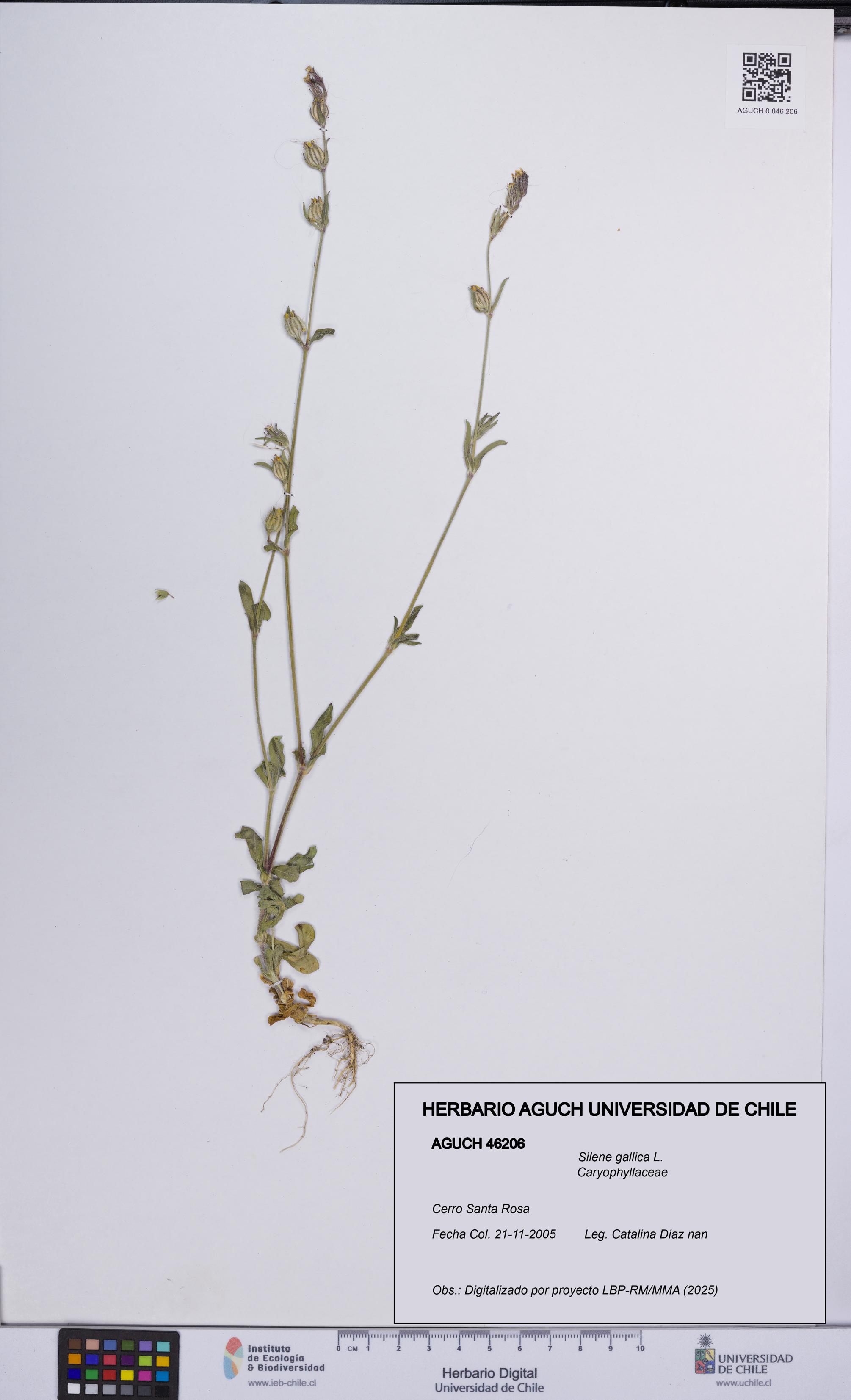 Silene gallica [Espécimen: UCH:AGUCH:0046206]
