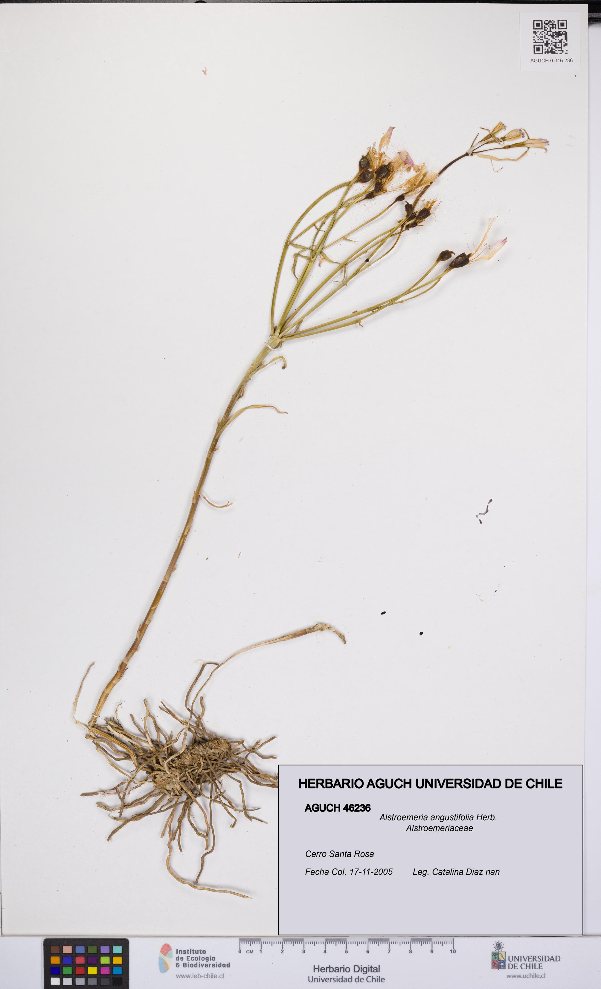 Alstroemeria angustifolia [Espécimen: UCH:AGUCH:0046236]