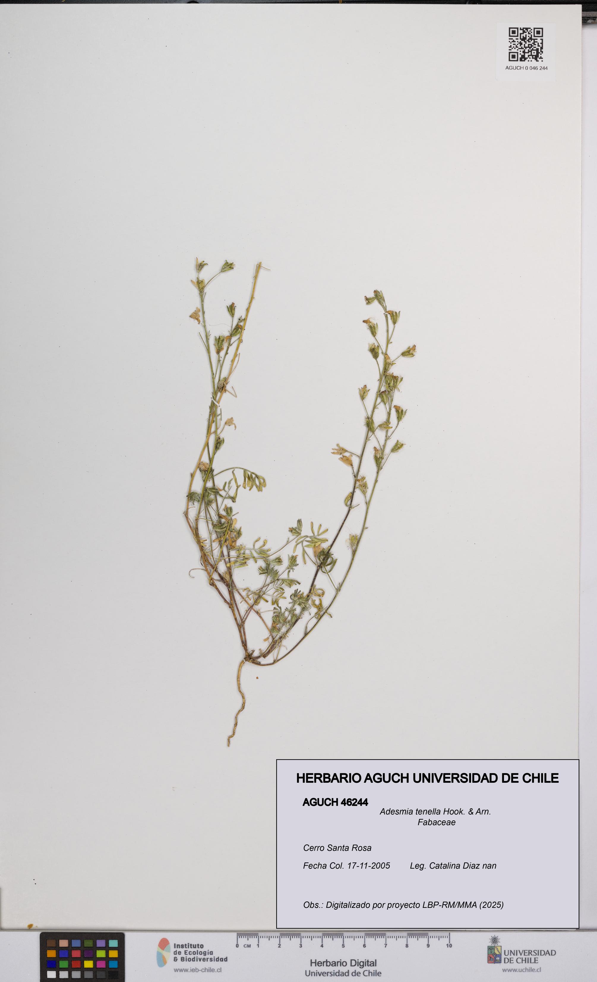 Adesmia tenella [Espécimen: UCH:AGUCH:0046244]