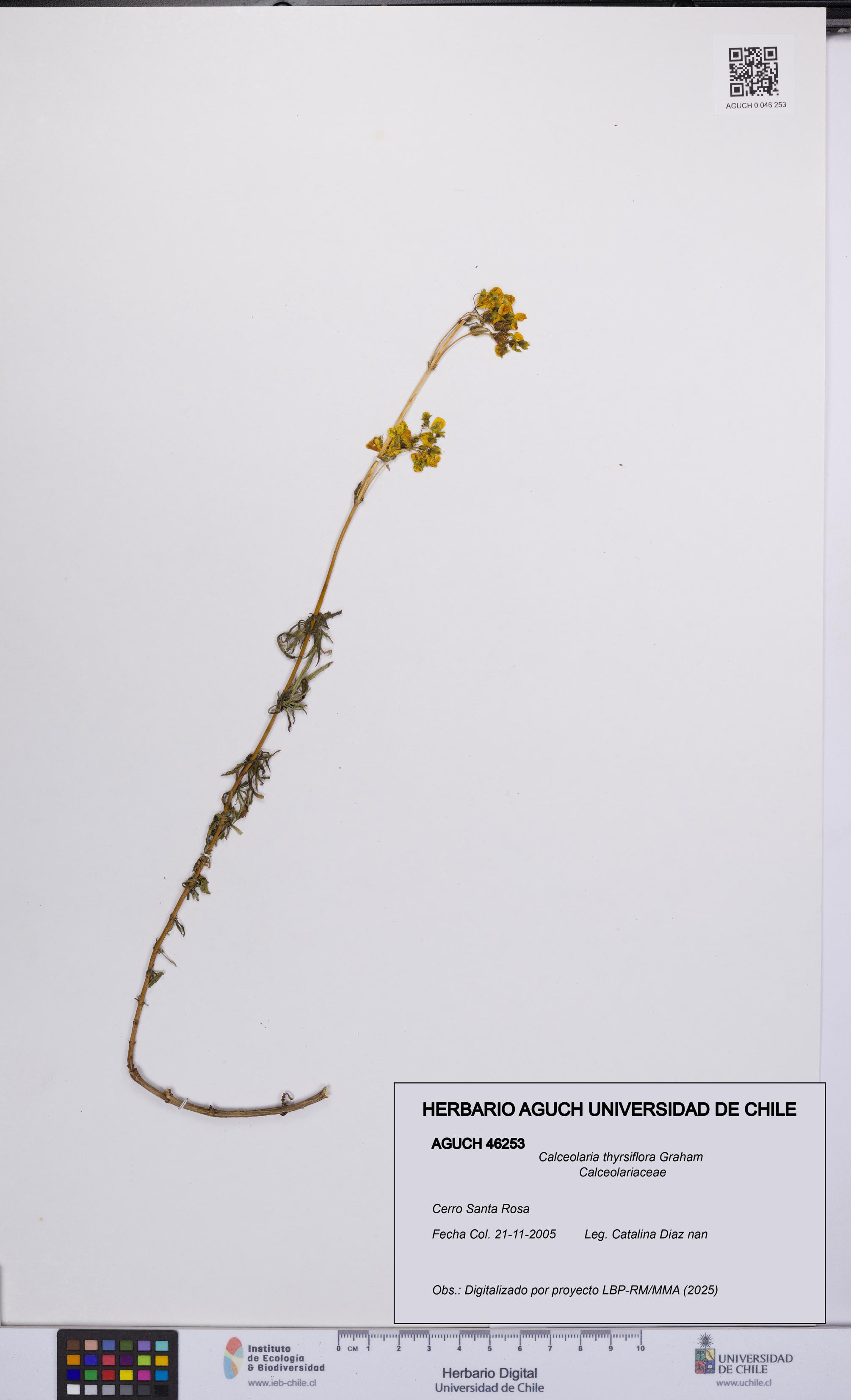 Calceolaria thyrsiflora [Espécimen: UCH:AGUCH:0046253]