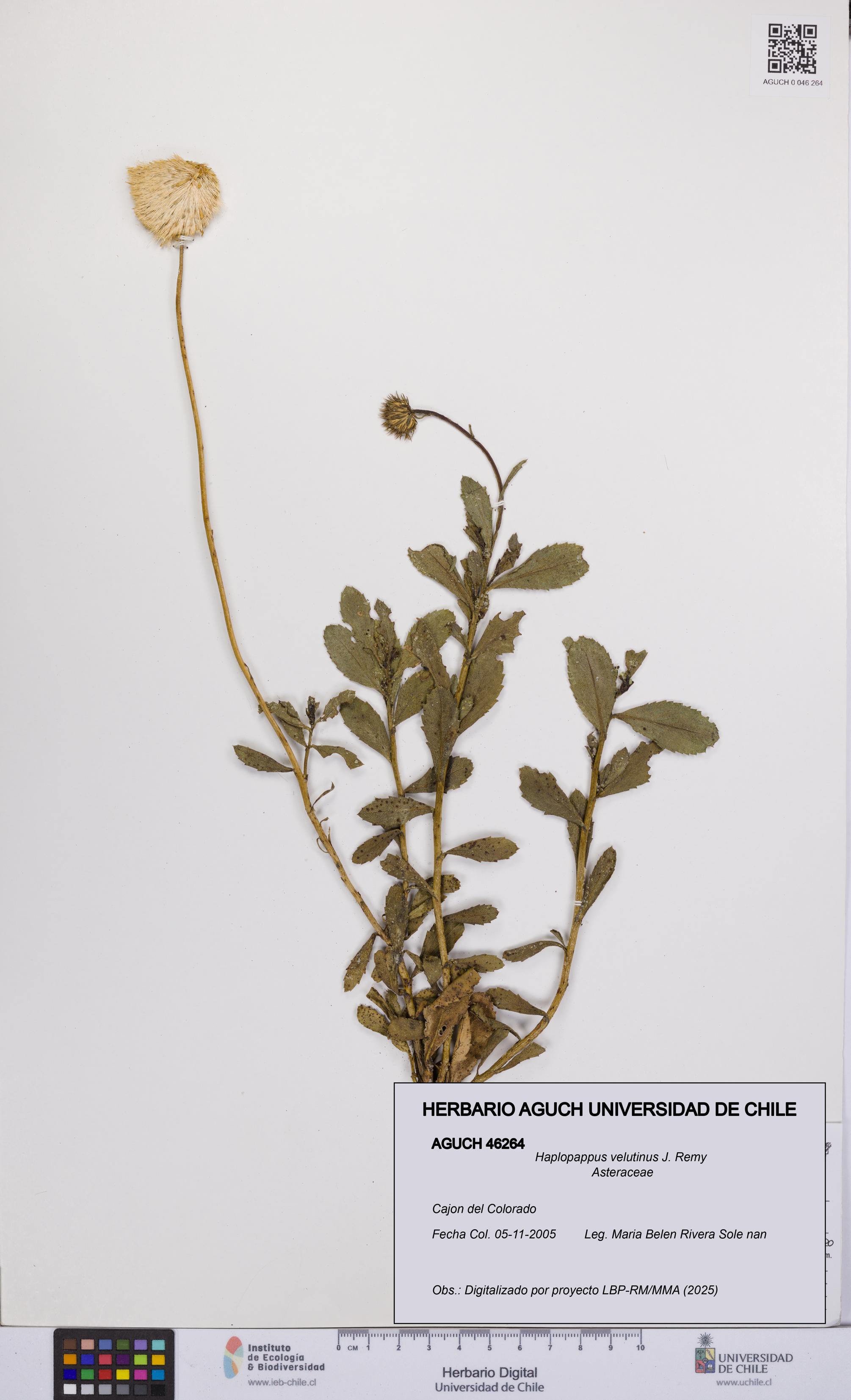 Haplopappus velutinus [Espécimen: UCH:AGUCH:0046264]